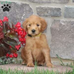Harvey, Goldendoodle Puppy
